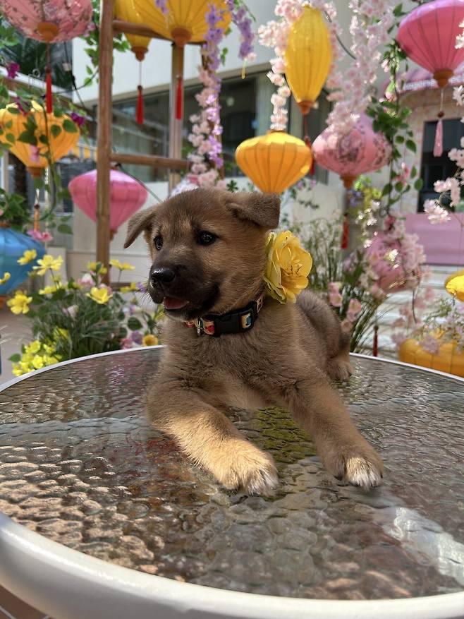 1748173175425.jpg 밭지키는 감자 성장일기