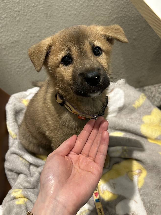 1748173175018.jpg 밭지키는 감자 성장일기