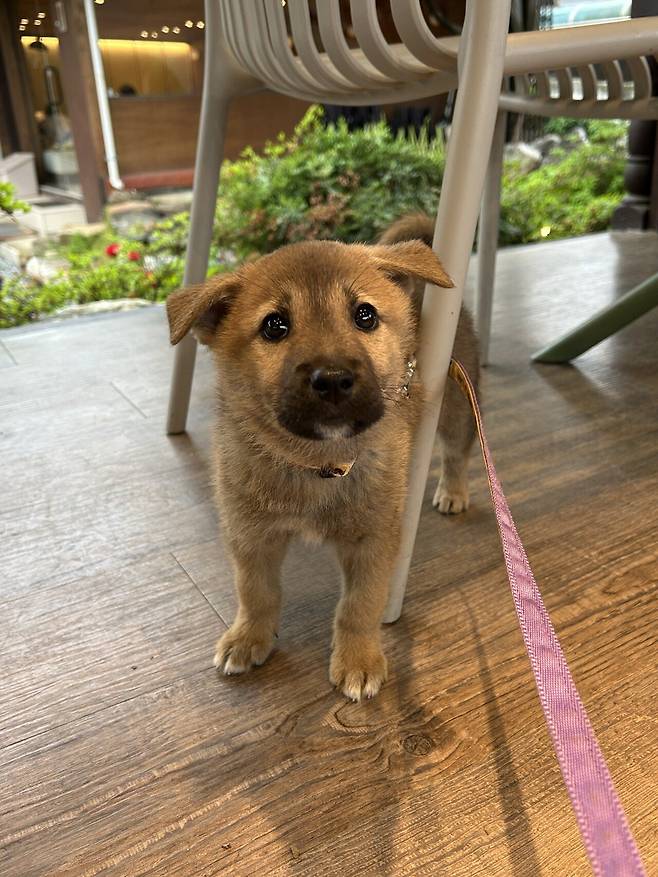 1748088023700.jpg 밭지키는 감자 성장일기