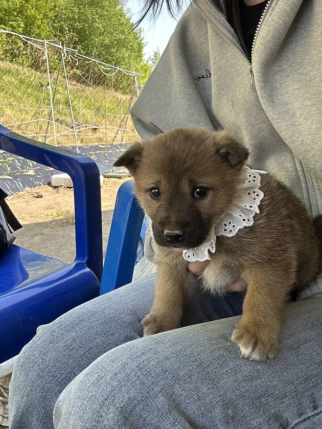 1746595296437-3.jpg 밭지키는 감자 성장일기