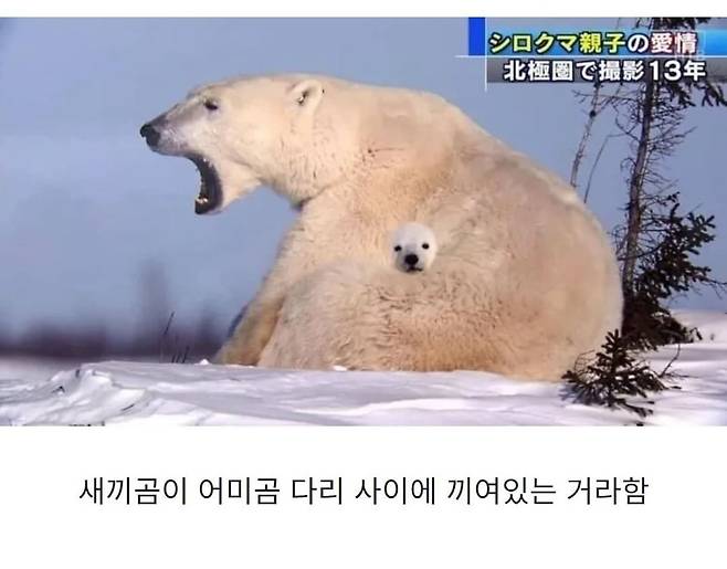 IMG_2167.jpeg 합성 같은데 합성이 아니라는 사진....JPG 합성 같은데 합성이 아니라는 사진....JPG 합성 같은데 합성이 아니라는 사진....JPG