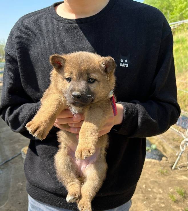 1000024645.jpg 밭지키는 감자 성장일기