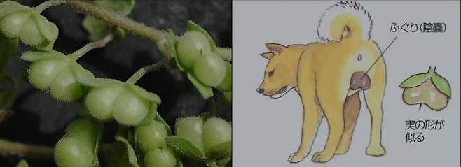 dcbest-20240503-052557-009-resize.jpg 우리나라 식물들 중 천박한 이름이 많은 이유 우리나라 식물들 중 천박한 이름이 많은 이유