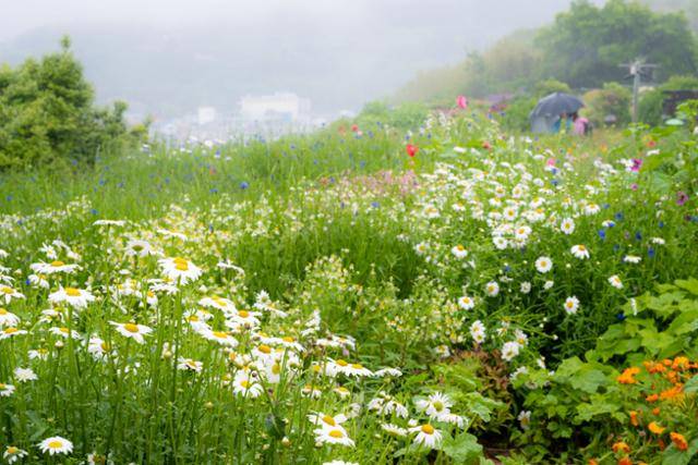 쑥섬의 여름정원에 들국화가 피어 있다.