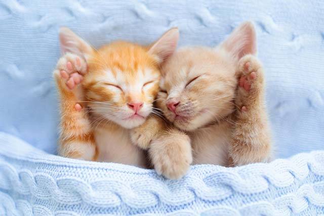 최근 고양이가 인간이 생각하는 것보다 인간의 언어를 이해하는 능력이 더 뛰어나다는 사실이 밝혀져 화제다. /사진=게티이미지뱅