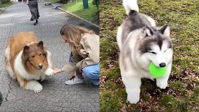 [뉴시스] 어릴 적부터 '개가 되고 싶다'는 꿈을 품어온 한 일본 남성이 약 2200만원을 들여 이를 현실로 만들어 화제다. (사진=토코 유튜브 채널 '캡처' *재판매 및 DB 금지