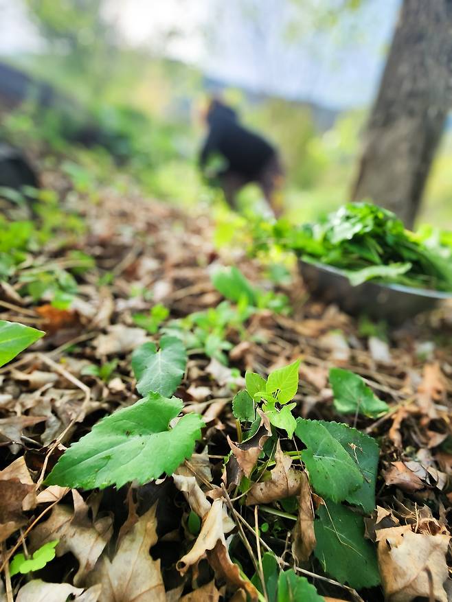 깊은 산속에서 자라는 취나물 [사진/성연재 기자]