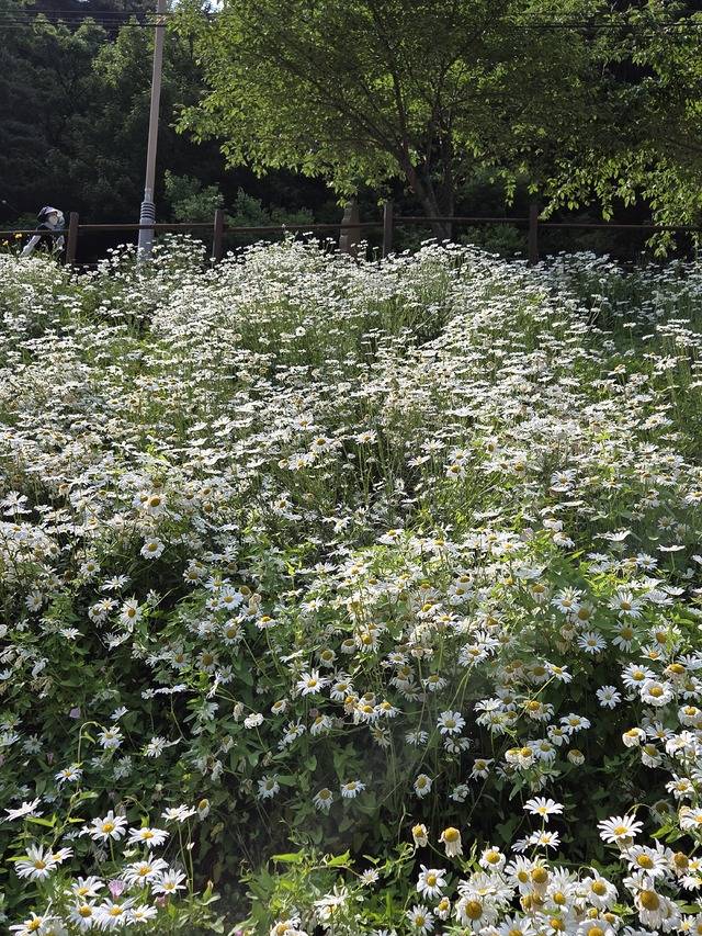 대구 수성구 범물동 진밭골 산림공원이 순백의 샤스타데이지 꽃천지를 이루고 있다. 권예인 인턴