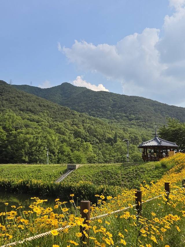 진밭골 일대는 봄이면 진달래, 오월이면 샤스타데이지와 꽃창포 등 사계절 꽃을 감상할 수 있는 명소이다. 권예인 인턴