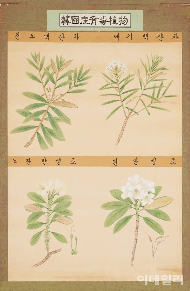 정찬영의 ‘한국산유독식물’(천도백산차·애기백산차·노란만병초·흰만병초, 1940s). 식물학자이자 약학자인 남편 도봉섭의 연구를 돕기 위해 시작한 식물세밀화 연작 중 하나다. ‘한국산유독식물’이란 제목 그대로 ‘독 있는 식물’이 대상이다. 4종씩 큼직하게 확대해 1m 길이의 종이에 정교하게 옮겨냈다. 지난 5월 1일 국립현대미술관 과천에서 개막한 ‘MMCA 과천 상설전: 한국근현대미술Ⅰ’에 걸렸다. 종이에 색, 107×75㎝. 국립현대미술관 소장.