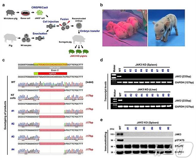 생명연, 차세대 면역복제 미니돼지 생산(생명연 제공) /뉴스1