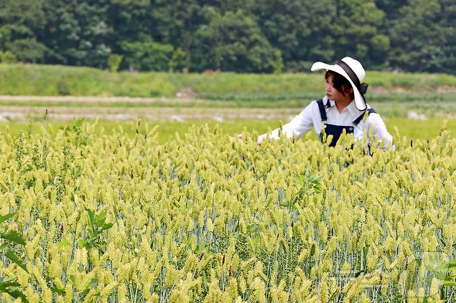 바람에 일렁이는 밀·보리가 장관인 충북 괴산군 감물면 들녘.(괴산군 제공. 재판매 및 DB금지)