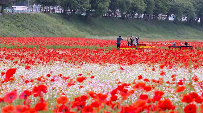 전남 나주시 영산동 영산강변. 나들이객들이 활짝 핀 붉은 꽃양귀비와 하얀 자이프소필라(실속새풀) 속에서 추억남기기에 여념이 없다./김영근 기자