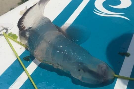 열대지역의 깊은 바다에서 서식하는 해양생물인 '카리나리아 크리스타타(Carinaria cristata)'로 추정되는 해양생물이 제주 앞바다에서 최초 발견됐다./뉴스1