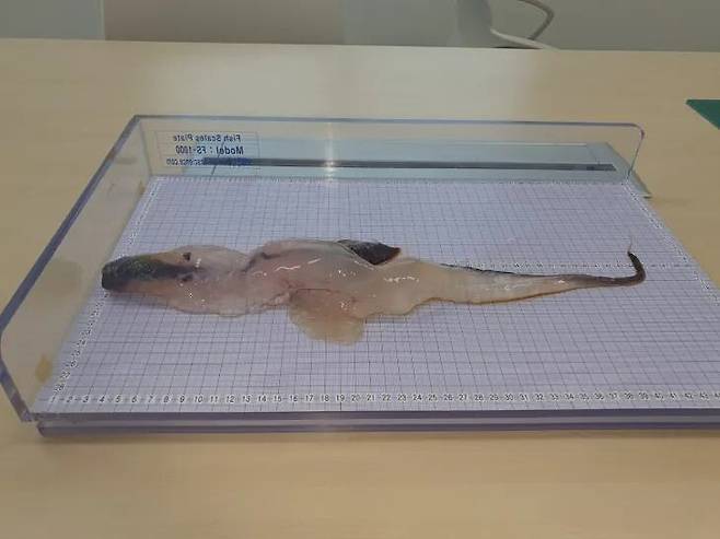 제주해양수산연구원 제공