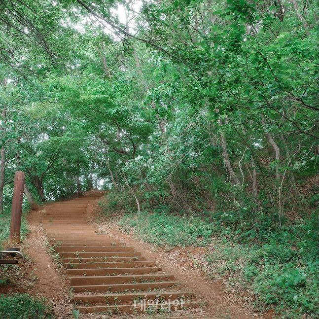 둔주봉 전망대로 가는 길. 등산로 정비가 잘 돼 있어 천천히 걷기 좋다. ⓒ데일리안 배군득 기자