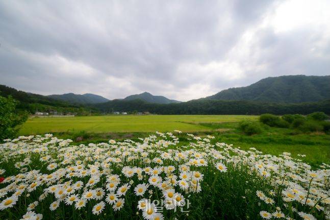 데이지 가득한 안터지구의 봄. 경률당 주변으로 만개한 데이지와 밀보리밭의 풍광만 봐도 안터지구의 매력에 푹 빠질 수 있다. ⓒ데일리안 배군득 기자