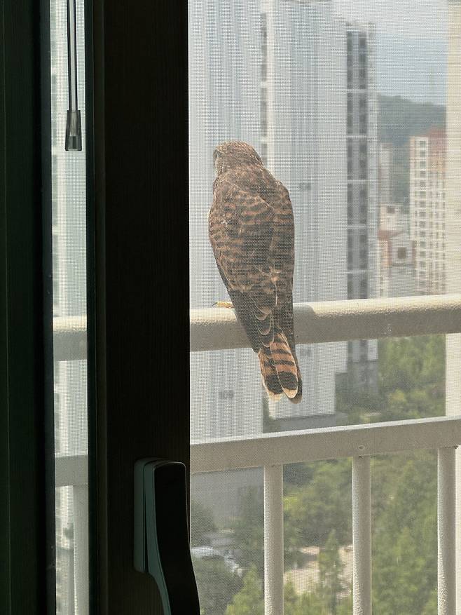 IMG_5554.jpeg 이 새 종류가 머임?