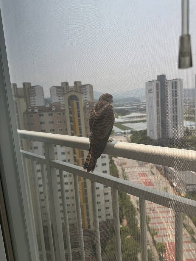 IMG_5556.jpeg 이 새 종류가 머임?