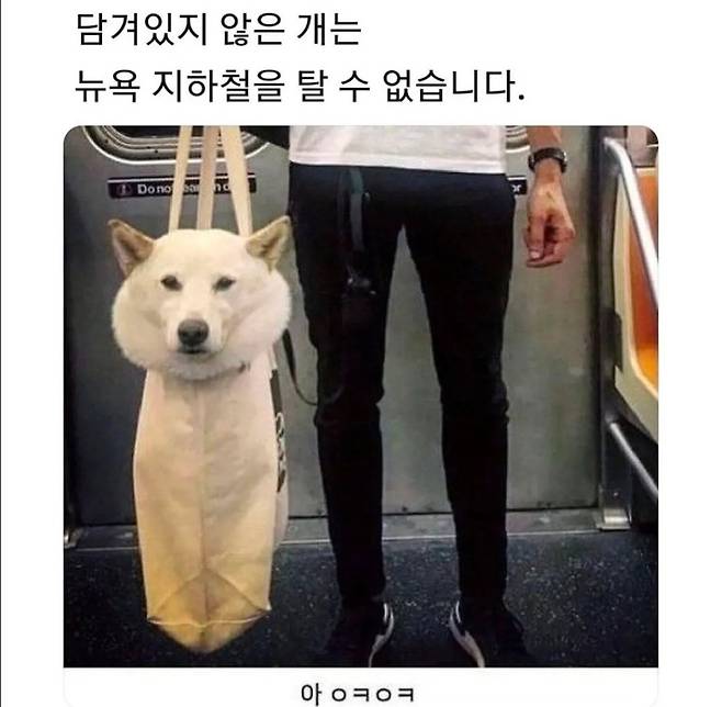 담겨있지 않은 강아지는 뉴욕지하철을 탈 수 없습니다