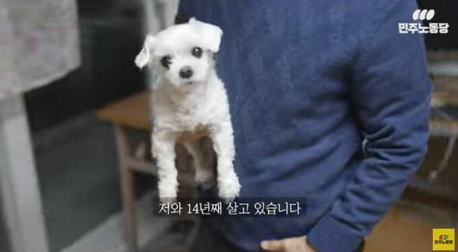 권영국 후보가 지난 23일 ‘동물공약’을 공개하며 14살 반려견 ‘말이’를 소개하고 있다. 유튜브 갈무리