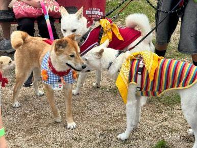 지난 17일 인천 다남숲멍빌리지에서 열린 '핌피 입양제'에 참여한 강아지들이 서로의 냄새를 맡고 있다.