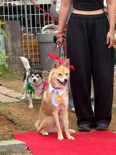 지난 17일 인천 다남숲멍빌리지에서 열린 '핌피 입양제' 레드카펫 행사에 참여한 개가 워킹 전 앉아서 대기하고 있다.