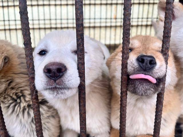 충북 청주시 개농장에서 구조를 앞둔 개들이 철창 밖으로 얼굴을 내밀고 있다. 개들은 대부분 세 살 이하 어린 편으로 사람을 좋아하고 호기심이 많았다. 휴메인 월드 포 애니멀즈 제공