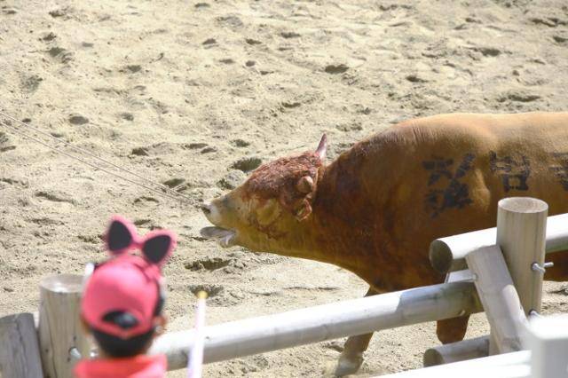 소싸움 경기가 끝난 뒤 상처를 입은 채 코뚜레에 끌려가는 소의 모습. 동물자유연대 제공