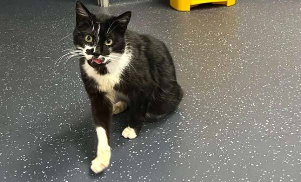 프랑스에서 실종된 고양이 우수아이아가 약 1년 만에 영국에서 발견돼 다시 프랑스로 돌아간 사연이 알려져 화제다./사진=BBC