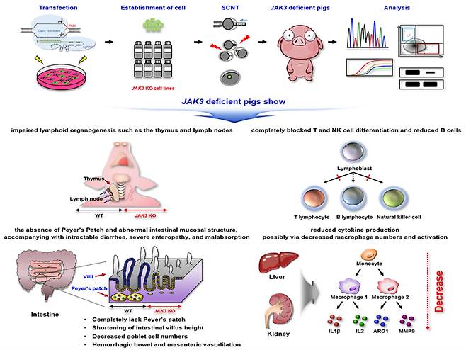 세계 최초 JAK3 넉아웃 미니돼지 개발 및 고도의 면역결핍 표현형 규명 모식도. 한국생명공학연구원