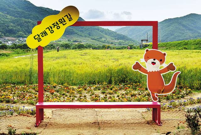 보리가 누렇게 익어가는 달래강정원길.