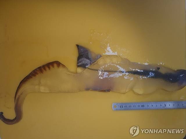 제주에서 발견된 열대 심해 해양생물인 ‘카리나리아 크리스타타(Carinaria cristata)’. 연합뉴스