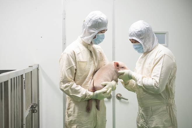 김선욱 박사 연구팀이 개발한 미니돼지를 안고 있다.[한국생명공학연구원 제공]