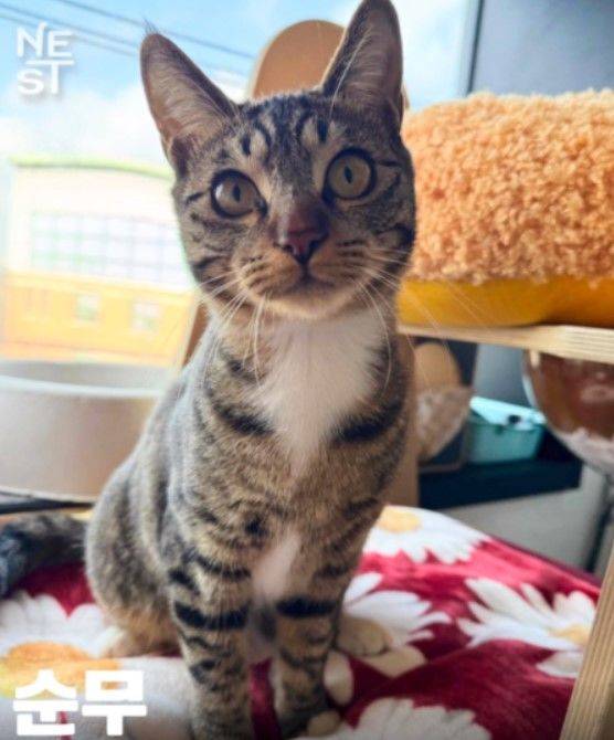 [뉴시스] A씨는 "평소 고양이 임시 보호도 자주 할 정도로 고양이를 좋아한다"고 했고, 이에 보호센터 측은 믿고 순무를 입양 보냈다.  (사진=동물보호단체 네스트) *재판매 및 DB 금지
