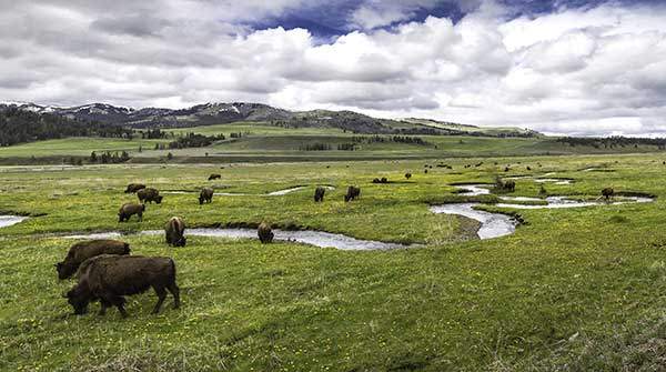 야생동물들의 천국 라마계곡. 풀을 뜯고 있는 들소 떼.