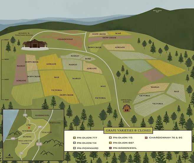 체할럼 마운틴 포도밭별 클론.