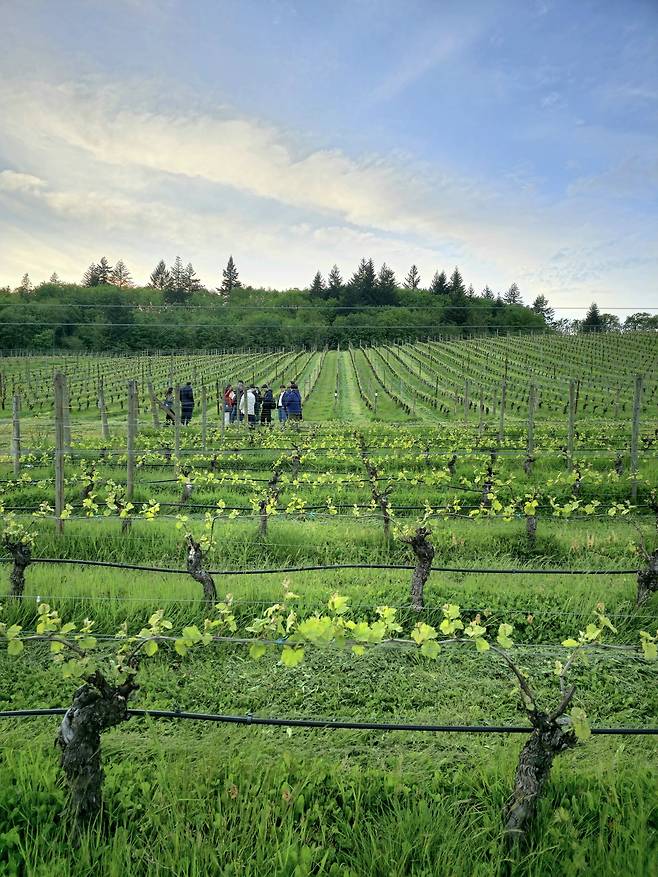 크리스톰 빈야즈 포도밭.