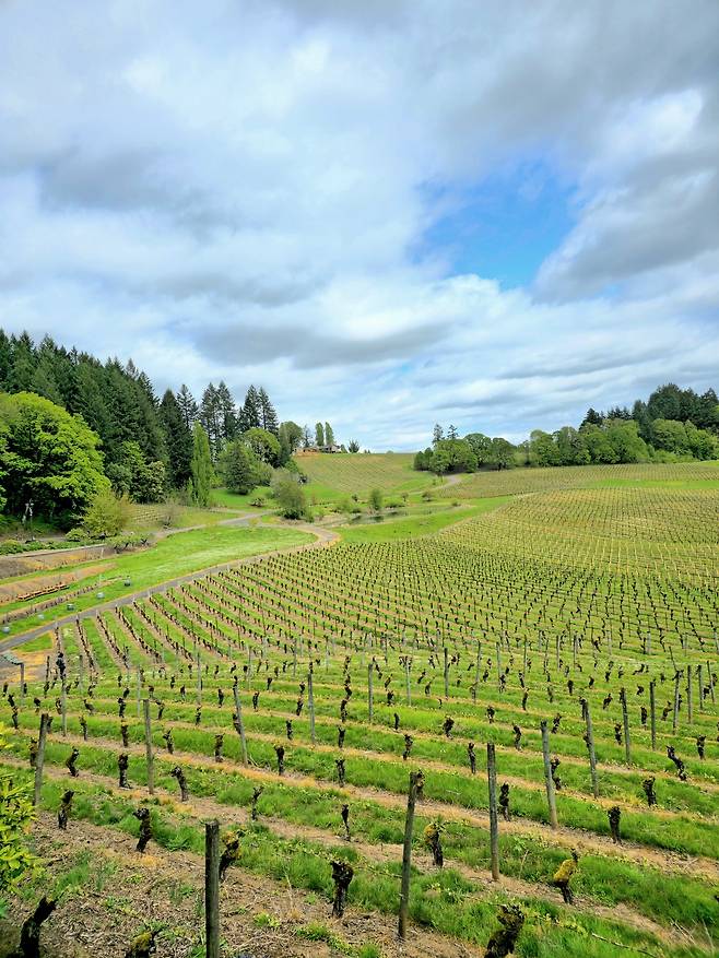 엘크 코브 빈야즈 포도밭 전경.