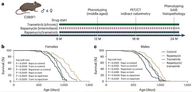라파마이신과 트라메티닙 단독 및 병용 요법의 수명 연장 효과 라파마이신(보라색)과 트라메티닙(녹색)은 단독 투여할 경우 암컷(b)과 수컷(c)에서 모두 유의미한 수명 연장 효과를 보였으며 두 약물을 병용 투여(노란색)하면 약물을 투여하지 않은 대조군(검은색)보다 수명이 약 30% 늘어나는 것으로 나타났다. [Nature Aging / Sebastian Grönke et al. DB. 재판매 및 DB 금지]
