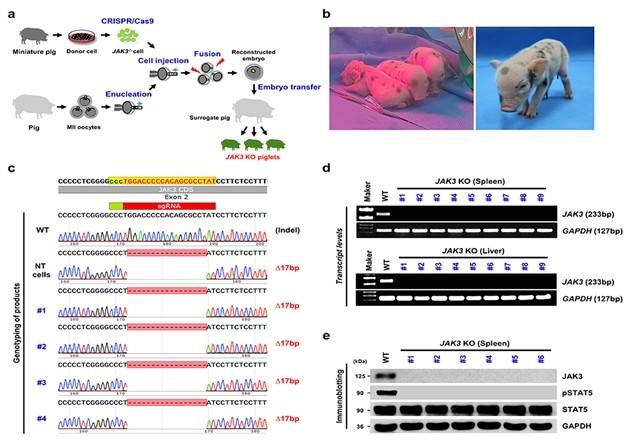 JAK3 유전자가 결손된 형질전환 미니돼지  [한국생명공학연구원 제공. 재판매 및 DB 금지]