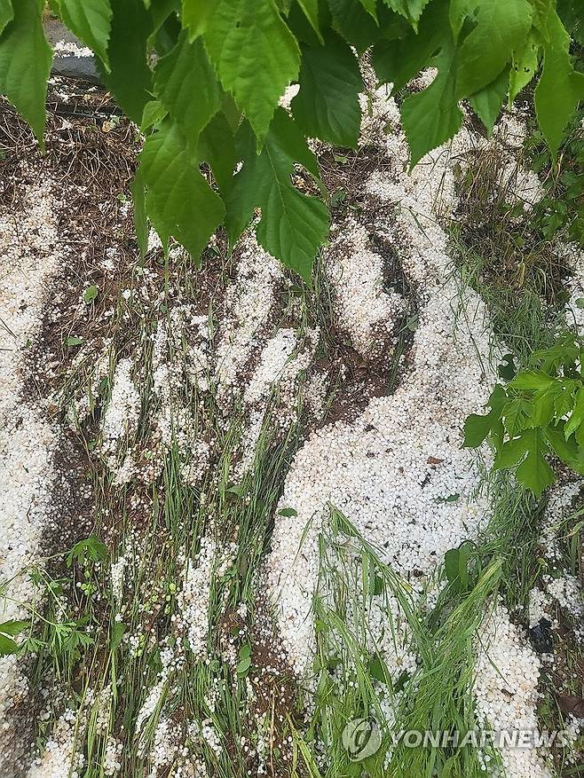 단양 어상천면에 쏟아진 우박 (단양=연합뉴스) 28일 오후 충북 단양군 어상천면의 한 밭에 쏟아진 우박. 2025.5.28 [독자제공. 재판매 및 DB 금지] vodcast@yna.co.kr