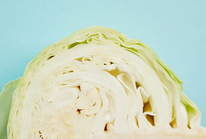 양배추를 반으로 자른 단면