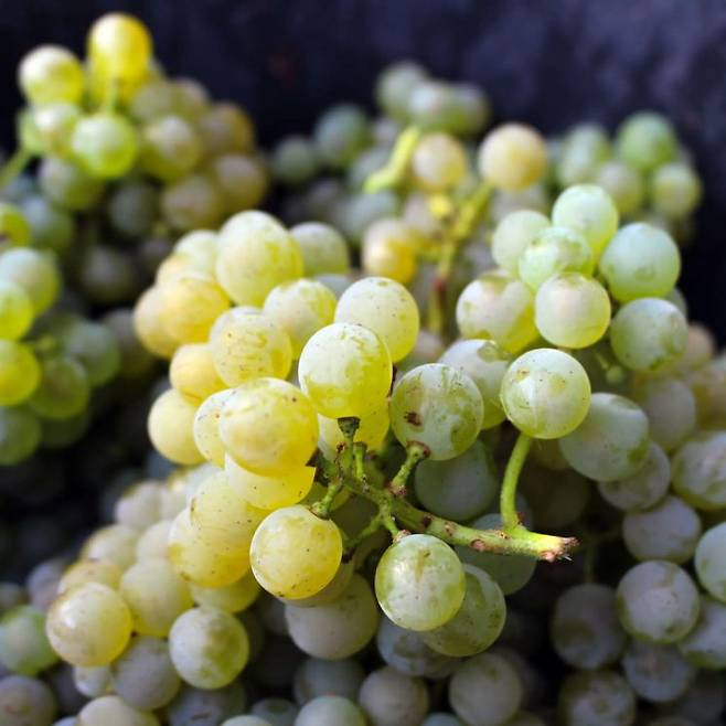 앙리 부르주아의 주품종 '소비뇽 블랑(Sauvignon Blanc)'