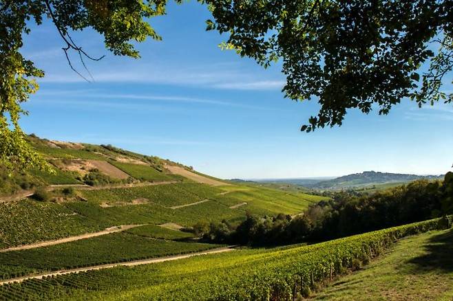 상세르 최고의 포도밭 중 하나로 꼽히는 레 몽 담네(La Cte des Monts Damns) 전경.