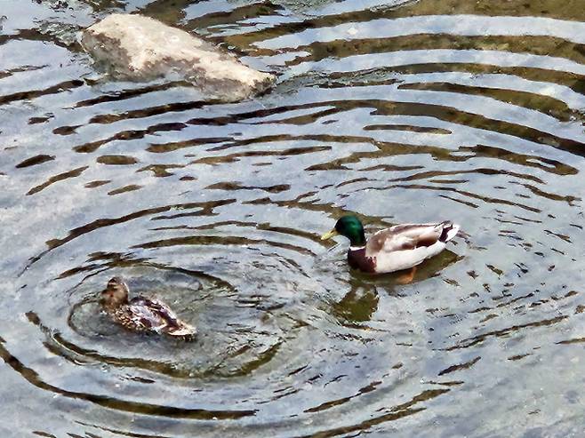 ‘비 소식 없는 주말 나들이 딱이야’...29도 낮더위[내일날씨]=오늘날씨, 내일날씨, 주간날씨 예보 ⓒbnt뉴스= 푸른 5월, 마지막 주말인 내일(31) 날씨는 낮 최고기온이 29도까지 올라가며 후끈하겠고, 대체로 맑겠다.