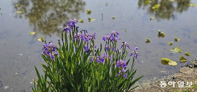 궁남지 붓꽃. 부여=김선미 기자 kimsunmi@donga.com