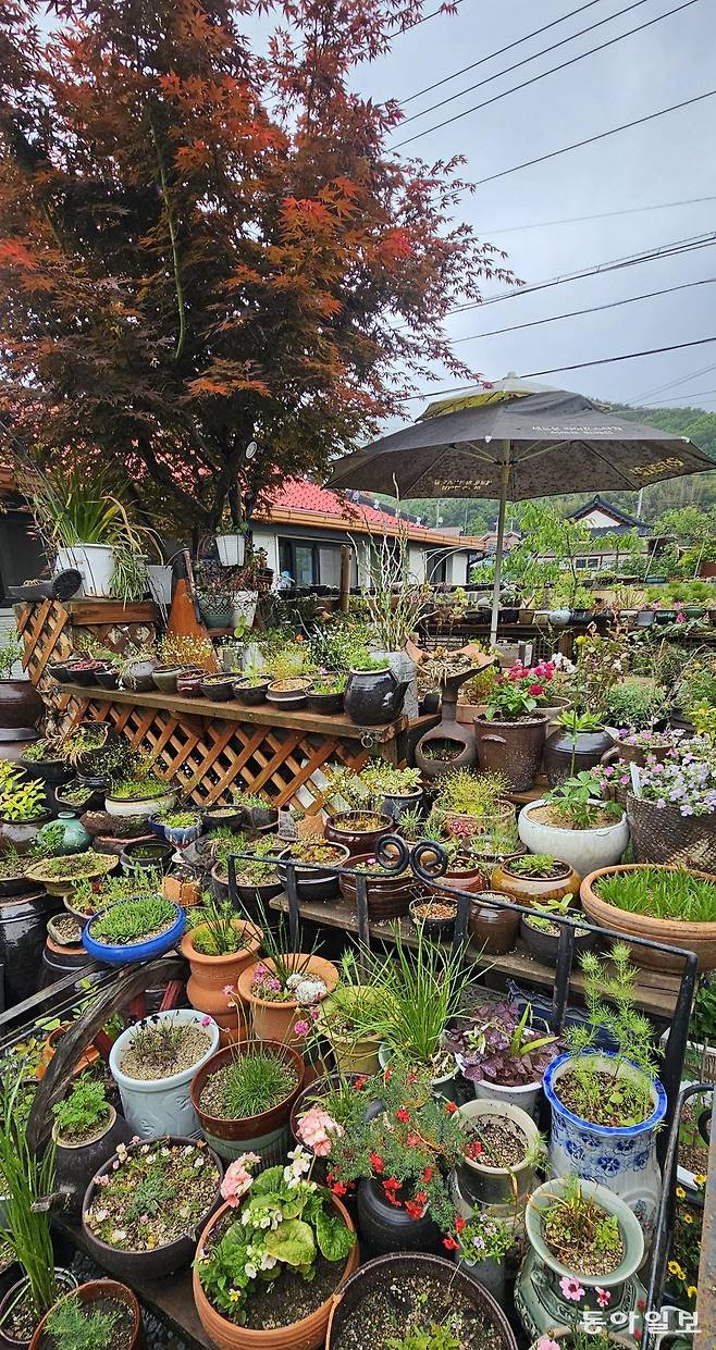 임천면 주택 정원.  부여=김선미 기자 kimsunmi@donga.com