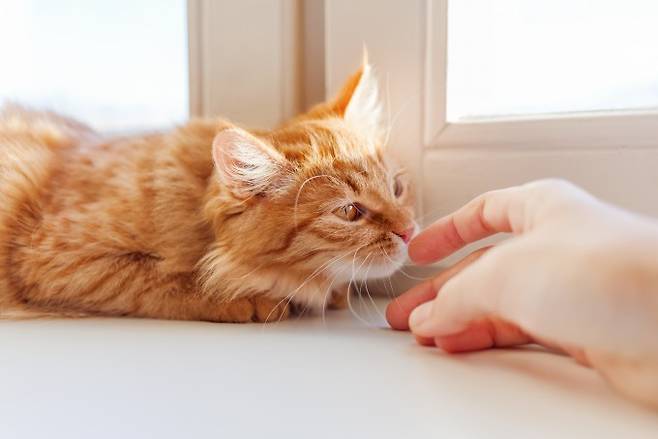 집에 사는 고양이가 냄새로 익숙한 사람과 낯선 사람을 구분할 수 있다는 사실이 확인됐다. 게티이미지뱅크 제공