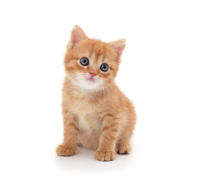 영국의 한 기업이 고양이를 관리하는 개인 비서를 채용하는 공고를 내 화제다. 사진=게티이미지